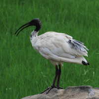 Australian White Ibis